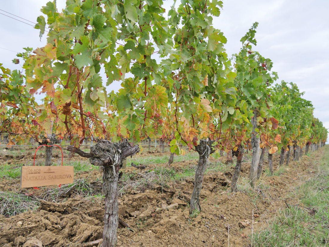 Виноградник на урожай